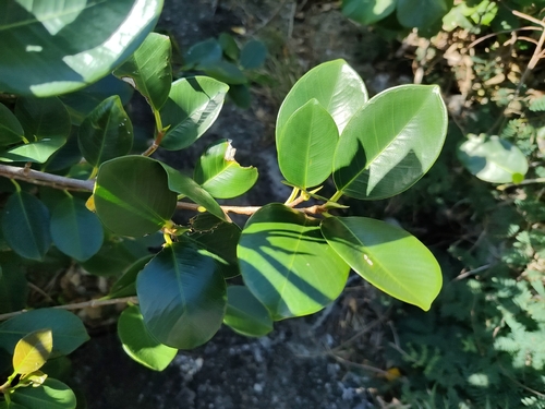 Ficus Bonsai de Vaso