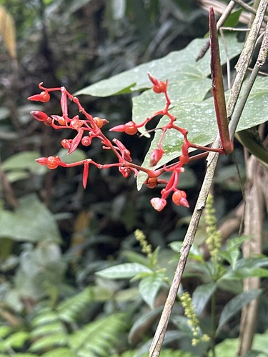 Maranta Triostar Colorida