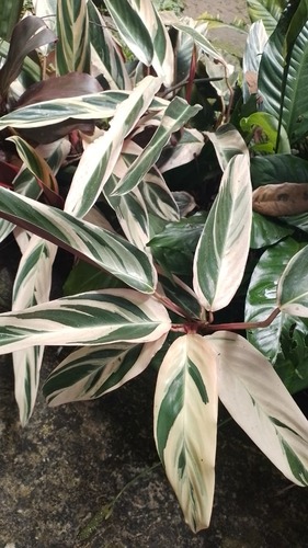 Maranta Triostar Colorida