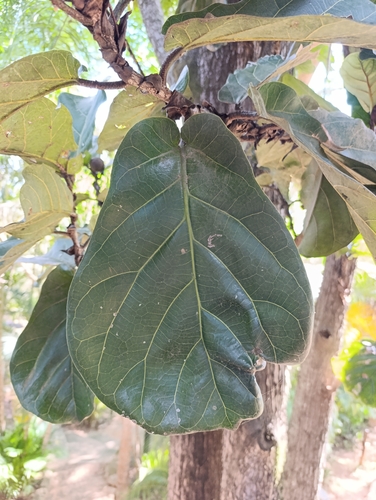 Ficus Lira Anão Bambino