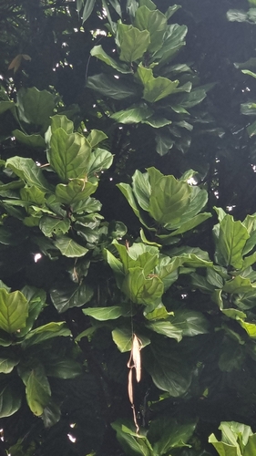 Ficus Lira Anão Bambino