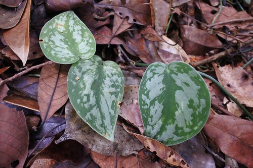 Scindapsus Pictus Exotica Gigante