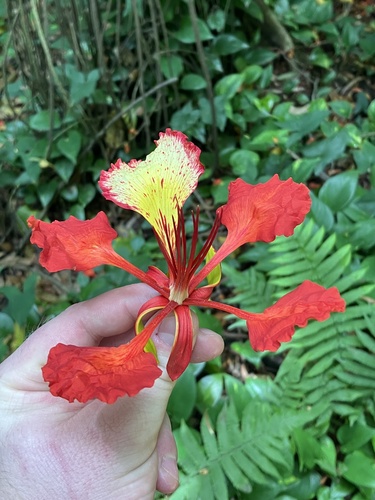 Flamboyant Vermelho Clássico