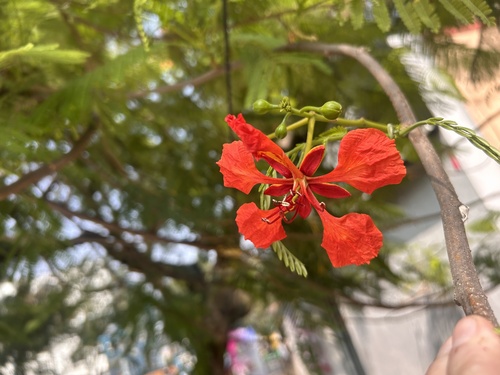 Flamboyant Vermelho Clássico