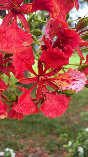 Flamboyant Vermelho Clássico