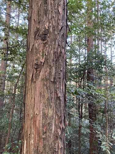 Cipreste Hinoki de Coleção