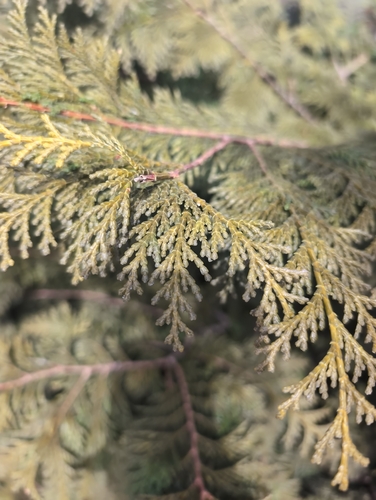 Cipreste Hinoki de Coleção