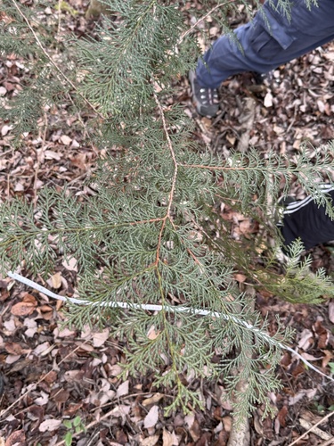 Cipreste Hinoki de Coleção