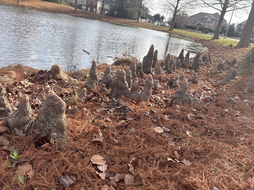 Cipreste dos Pântanos Bald Cypress