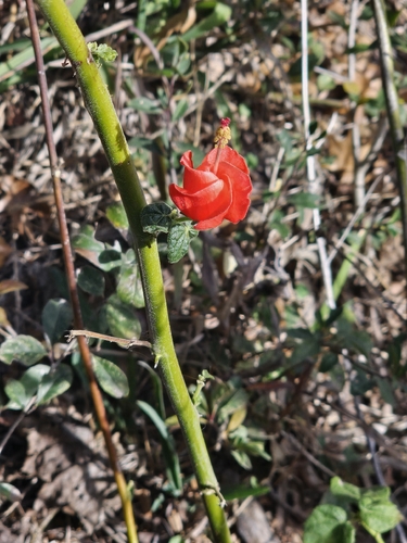 Malvavisco Vermelho (Cercas)