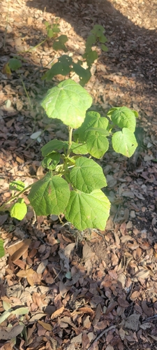 Malvavisco Branco Raro