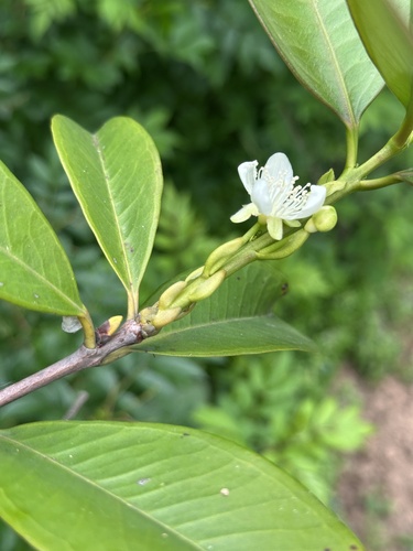 Grumixameira Arbustiva