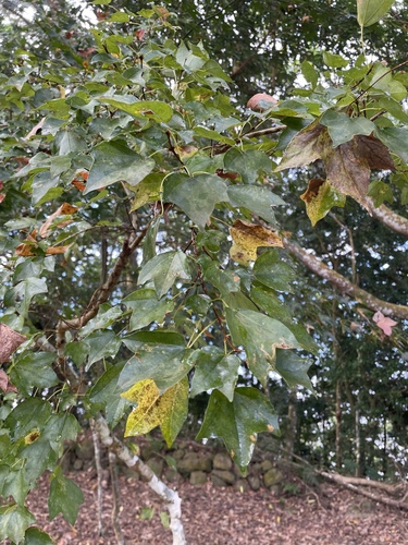 Bonsai de Bordo Tridente Gishiren