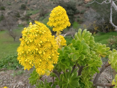 Rosa de Pedra Colunar
