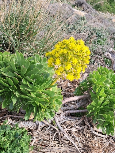 Aeonium Negro
