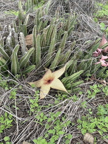 Flor Estrela do Mar Gigante