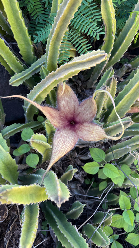 Flor Estrela do Mar Gigante
