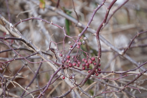 Rosa Samourai Vermelha Escura