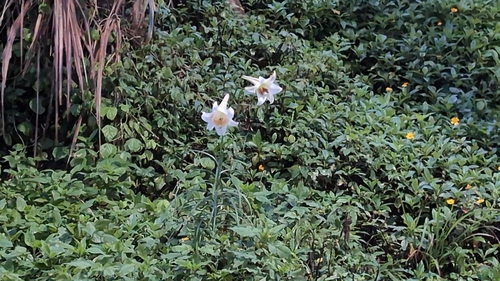 Lírio Oriental Perfumado Rosa