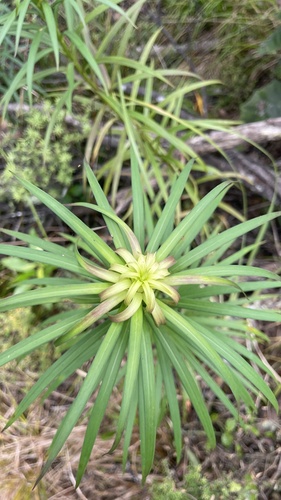 Lírio Asiático Laranja de Corte