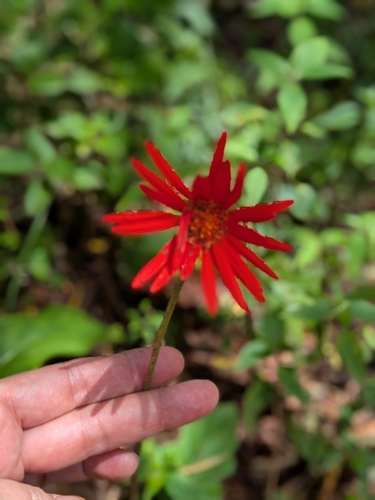 Gérbera Spider de Corte