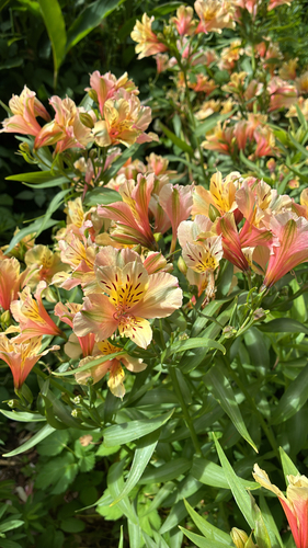 Astromélia Bicolor de Corte