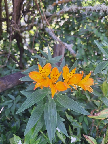 Astromélia Laranja de Haste