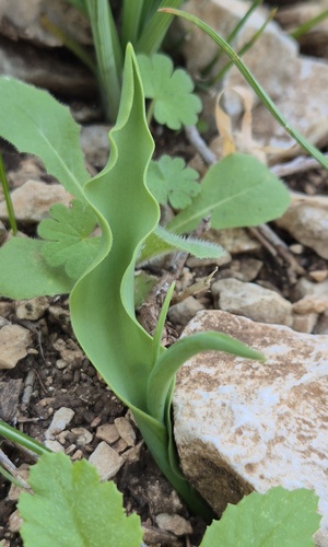 Tulipa Double (Pétalas Duplas)