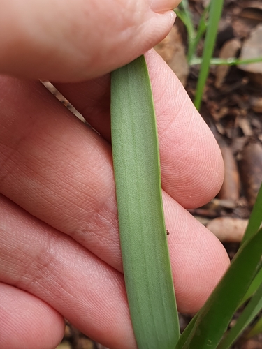 Tulipa Franjada de Corte