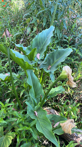 Calla Negra de Corte (Black Star)