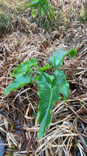 Calla Negra de Corte (Black Star)