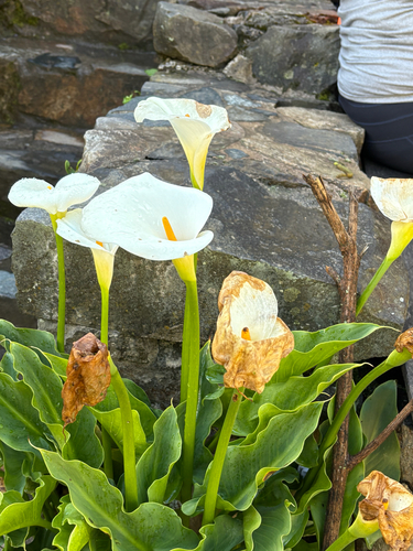 Calla Negra de Corte (Black Star)