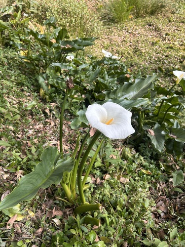 Calla Negra de Corte (Black Star)