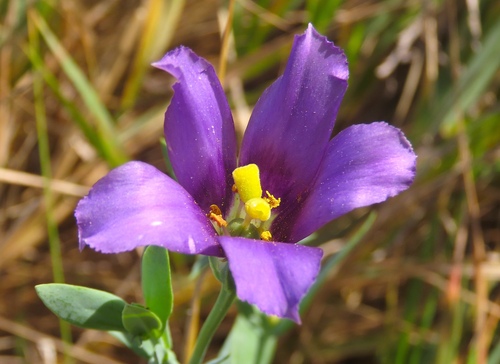 Lisianthus Bicolor Branco e Roxo