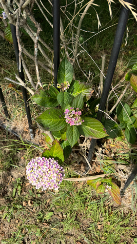 Hortênsia de Corte Azul Clássica