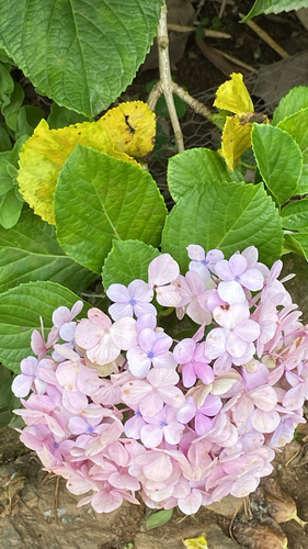 Hortênsia de Corte Azul Clássica