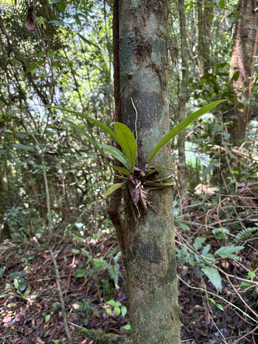 Antúrio Chocolate Escuro de Corte