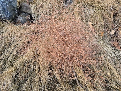 Estátice Amarela de Corte