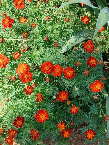 Cravo-de-defunto Laranja de Corte