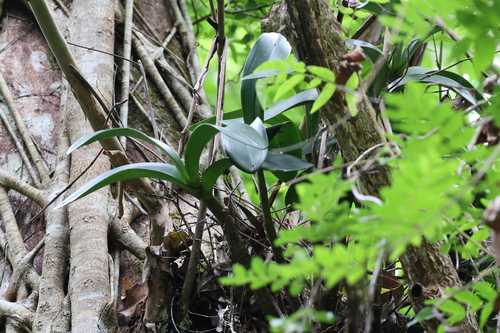 Orquídea Denphal Branca de Corte