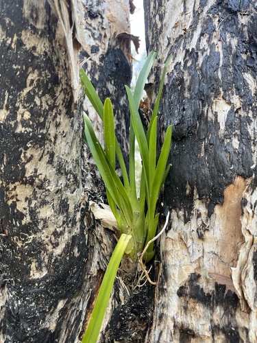 Orquídea Cymbidium Amarela de Haste