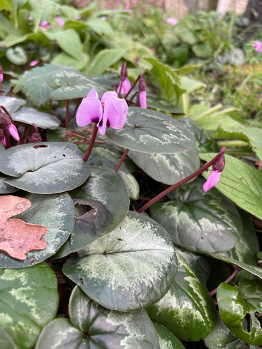 Cíclame de Vaso Roxo