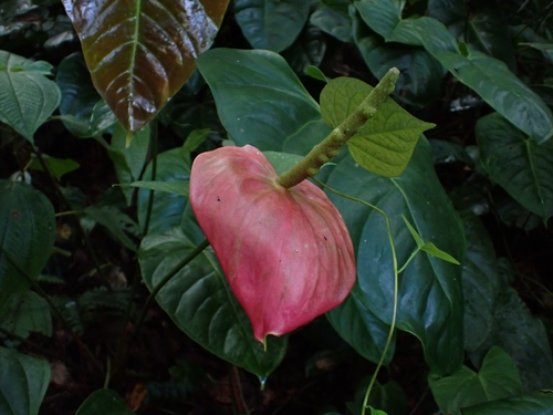 Antúrio Bicolor de Vaso