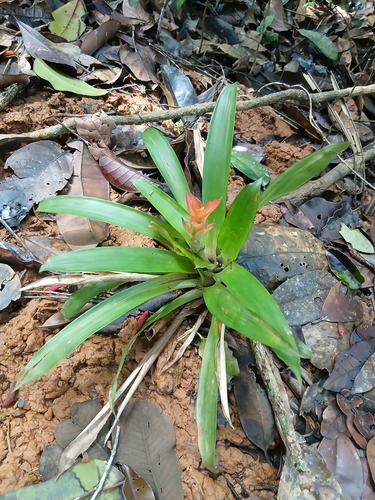Bromélia Guzmânia Amarela
