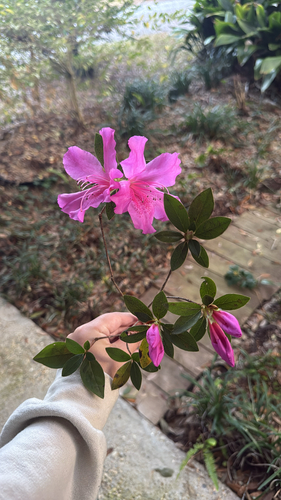 Azaleia de Vaso Vermelha