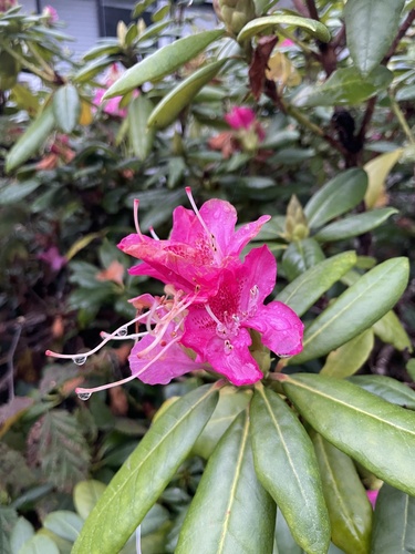 Azaleia de Flor Dupla Rosa