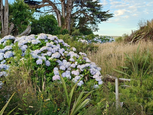 Hortênsia Azul de Vaso