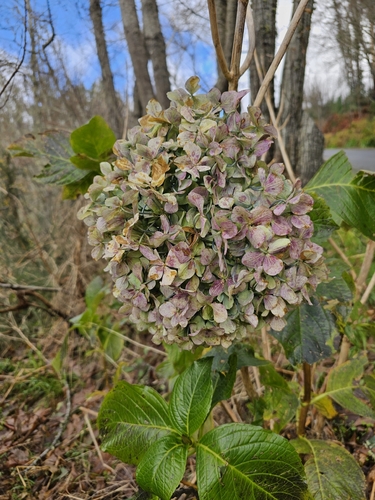 Hortênsia Bicolor de Vaso