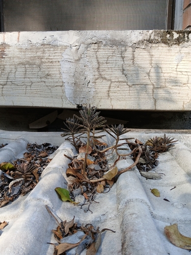 Kalanchoe Calandiva Vermelha (Dobrada)