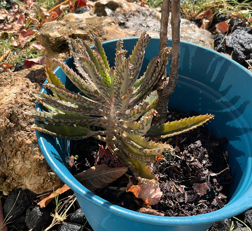 Kalanchoe Calandiva Rosa